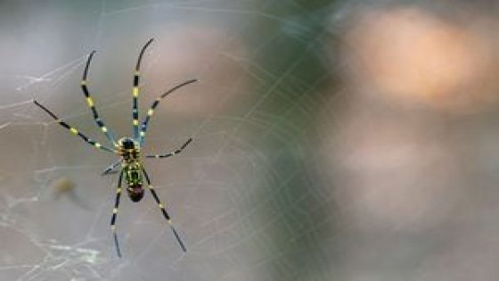 People across North Georgia report thousands of sightings of giant ‘flying’ spiders – MASHAHER