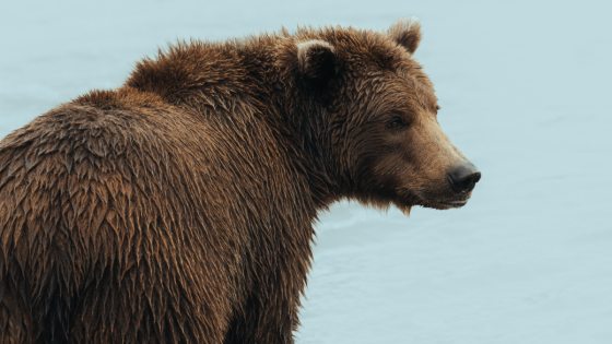 Hikers at Glacier National Park Treated to Rare and Special Run-In with Huge Bear – MASHAHER