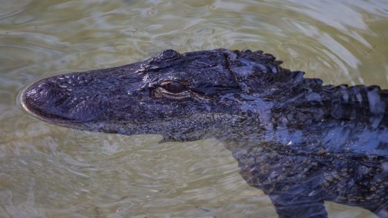 Two Florida men arrested for catching baby alligator, keeping in cooler to eat: report – MASHAHER