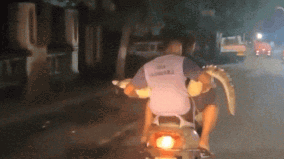 Watch: Crocodile out for a ride on a two-wheeler! | Vadodara News – MASHAHER