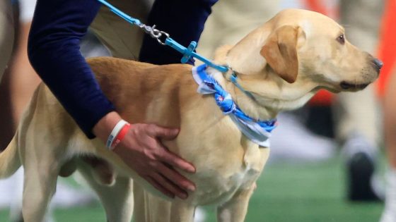 Lane Kiffin’s dog takes to X after losing Ole Miss kickoff duty – MASHAHER