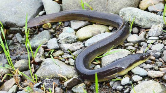 Scientists Confirm How Japanese Eels Escape a Predator Fish’s Stomach After Being Eaten – MASHAHER