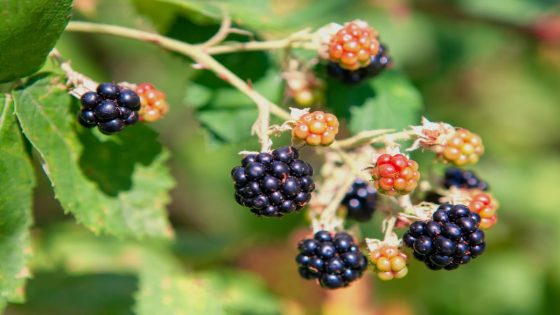 Experts urge residents to eat costly invasive species wreaking havoc on native ecosystems — and it’s unexpectedly delicious – MASHAHER