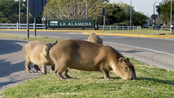 Have these large rodents taken over — or reclaimed what’s theirs? – MASHAHER