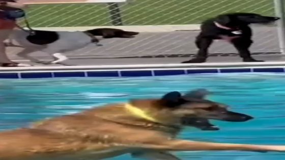 WATCH: These dogs in a pool are my brain when I'm trying to have a relaxing weekend – MASHAHER