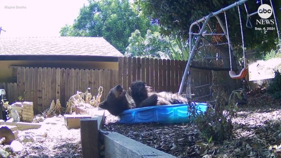 WATCH: California bear cools off in backyard wading pool – MASHAHER