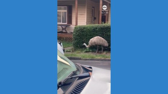 WATCH: Emu spotted roaming around Pittsburgh suburb – MASHAHER