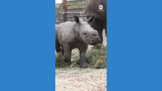 WATCH: Rhino calf brings joy to Australian zoo – MASHAHER