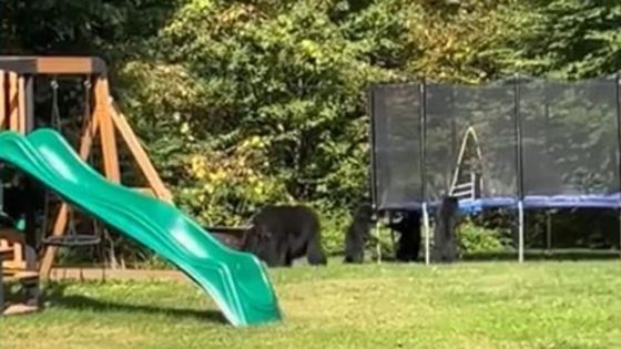 WATCH: Bear cubs spotted playing on trampoline – MASHAHER