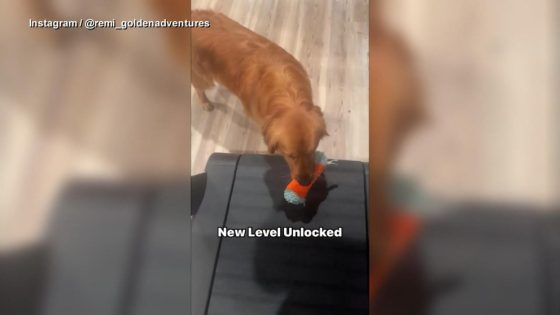 WATCH: Golden retriever finds new trick to playing fetch – MASHAHER