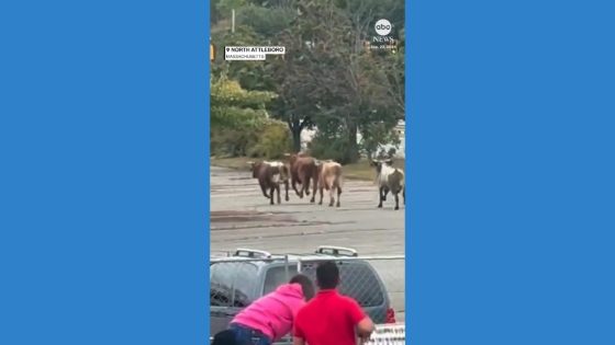 WATCH: Bulls escape from rodeo in Massachusetts – MASHAHER