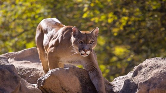 Necropsy released on mountain lion that attacked 5-year-old boy in Calabassas – MASHAHER