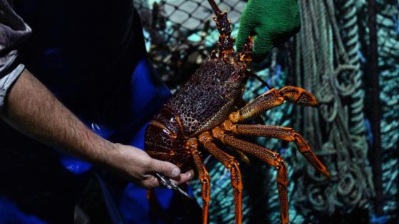 China pledges more trade access but lobster ban remains – MASHAHER