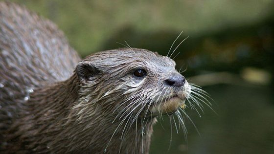 Otter attack forces temporary closure of Tanjung Aru’s Perdana Park – MASHAHER