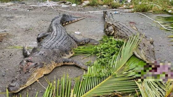 None of four crocs caught in Kota Marudu attacked missing bather, says Wildlife Dept – MASHAHER