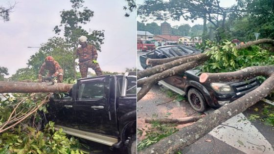 Lightning-quick reaction saves two men when tree falls on vehicle – MASHAHER