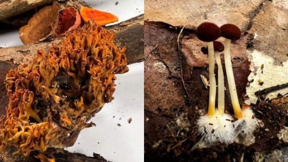 Fungal finds: Sabah students discover two rare species on UMS Hill – MASHAHER