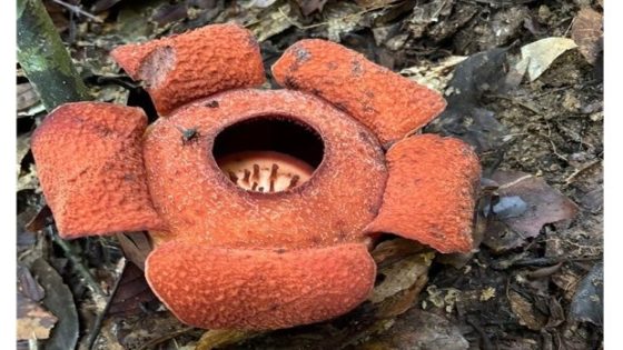 Rare Rafflesia species discovered in new locations in Sabah – MASHAHER