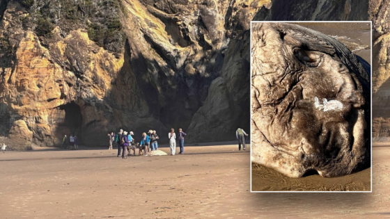 Strange alien-like fish washes up on Oregon beach, creates ‘quite a stir’ – MASHAHER