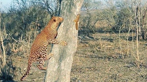 Leopard chases squirrel up and down a tree in comical video – MASHAHER