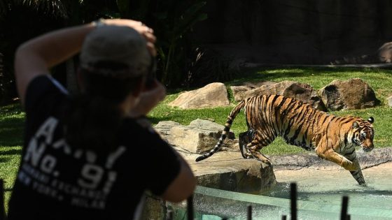 Tiger mauls handler at amusement park – MASHAHER