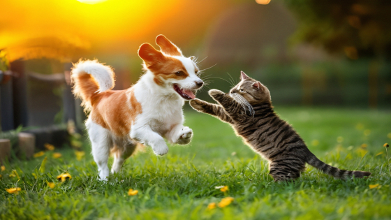 New Research Finds Cats Love to Play a Popular Game Usually Reserved for Dogs – MASHAHER