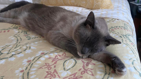 Cat Missing in Yellowstone Travels 800 Miles to Reunite With California Owners – MASHAHER