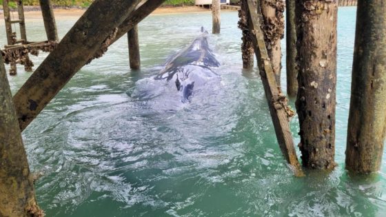 Young pygmy blue whale freed in New Zealand – MASHAHER