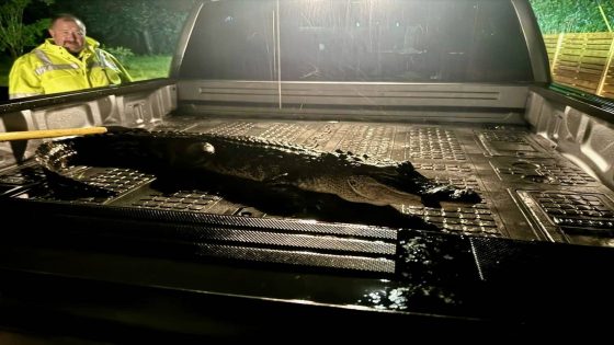 South MS firefighters wrestle washed up gator in Hurricane Francine. Here’s what happened – MASHAHER