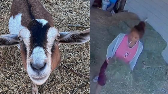 Pet Goats Stolen From California Home – MASHAHER