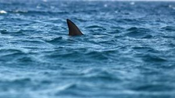 Popular Massachusetts beach to remain closed to swimming through end of month due to sharks – MASHAHER