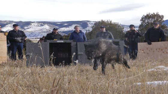 Wolf pack blamed in Colorado livestock attacks is captured and will be relocated – MASHAHER