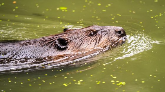 Beaver Moves Into Family’s Creek and Brings Entire Ecosystem to Canadian Backyard – MASHAHER