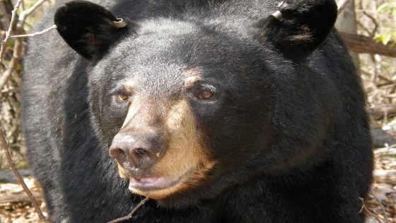 Black Bears Joyfully Playing in Bubble Bath Are Just Like Human Toddlers – MASHAHER