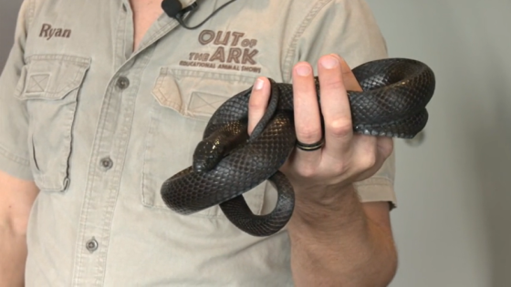 Herpetologist gives warning for handling venomous snakes after Florence man bit – MASHAHER