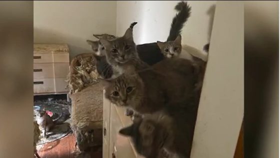 130 cats found in Wildwood home that was target of previous welfare checks – MASHAHER