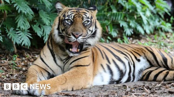 Animal handler attacked by tiger at Australian theme park – MASHAHER