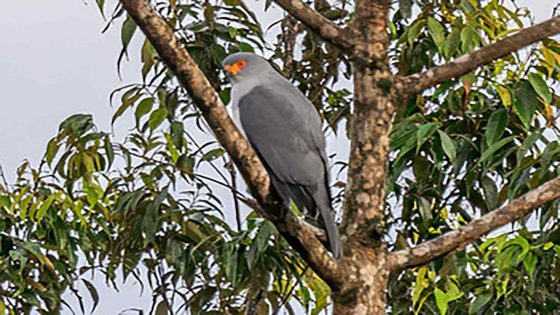 ‘Lost Species’ that Eluded ‘Documentation for 55 Years’ Is Finally Photographed on an Island – MASHAHER