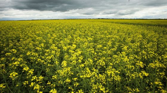 China to start anti-dumping probe into canola imports from Canada – MASHAHER