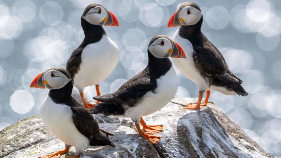 Puffin population declared ‘stable’ on Farne Islands after bird flu outbreak – MASHAHER