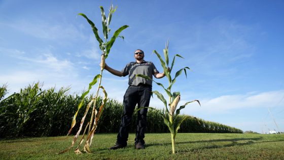 ‘Short corn’ could replace the towering cornfields steamrolled by a changing climate – MASHAHER