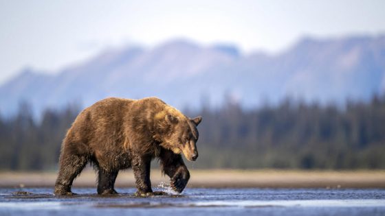 Heroic hikers save life of man bitten by grizzly, using bear spray to scare the animal away – MASHAHER