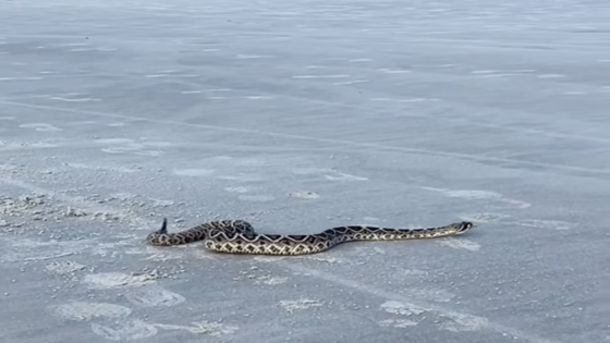 Venomous rattlesnake slithers the sands of Hilton Head beach Wednesday, video shows – MASHAHER