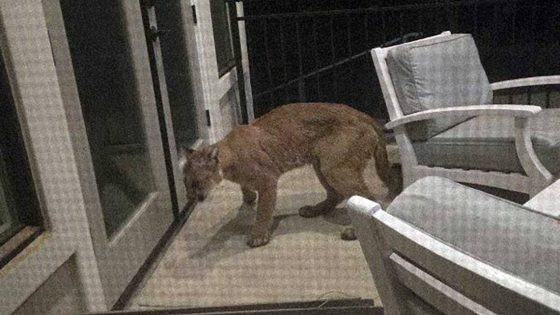 Mountain lion spotted on home surveillance camera in Northern California neighborhood – MASHAHER