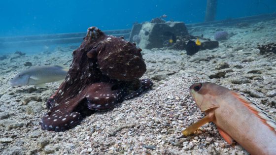 Octopuses seen hunting together with fish in rare video — and punching fish that don’t cooperate – MASHAHER