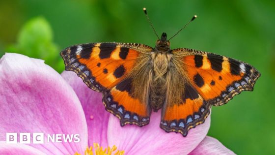 Big Butterfly Count lowest in 14 years – MASHAHER