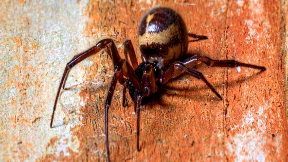 A Spider Was Filmed Eating a Shrew, And You Can’t Unsee This – MASHAHER