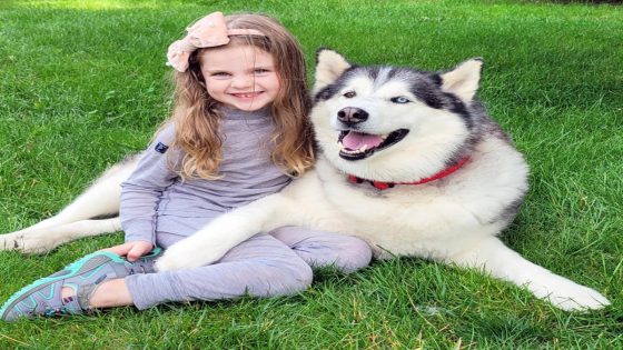 Watch this 7 year old ‘steal’ her neighbor’s husky and replace it with a stuffed dog – MASHAHER