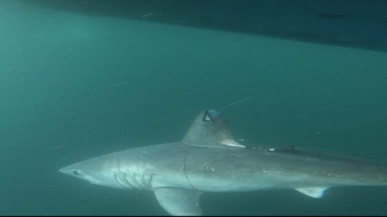 Researchers shocked after 8-foot shark is eaten by a predator. But who’s the culprit? – MASHAHER