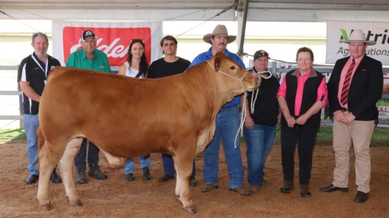 Perth Royal Show Led Steer and Heifer Auction – MASHAHER